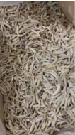 (Engraulis encrasicholus) -